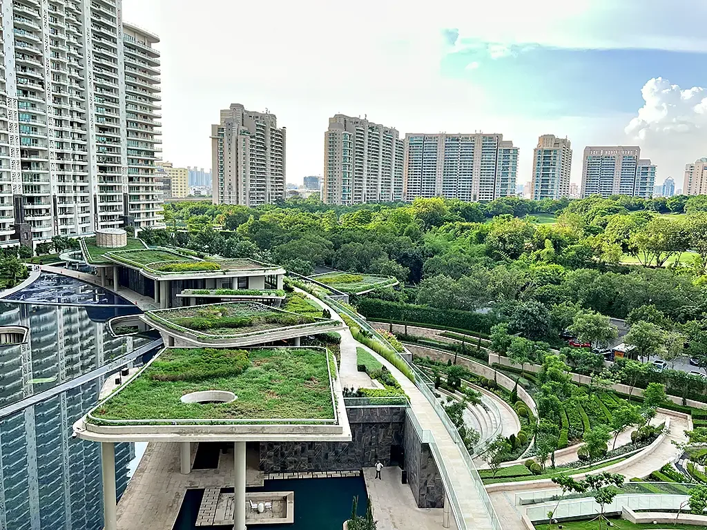 DLF Camellias