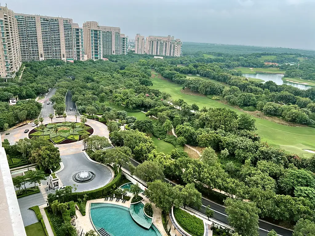 DLF Camellias