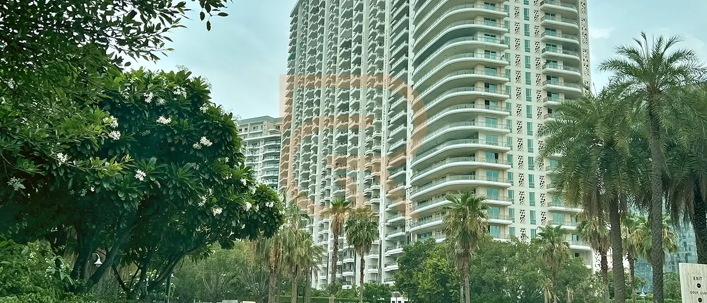 DLF Camellias