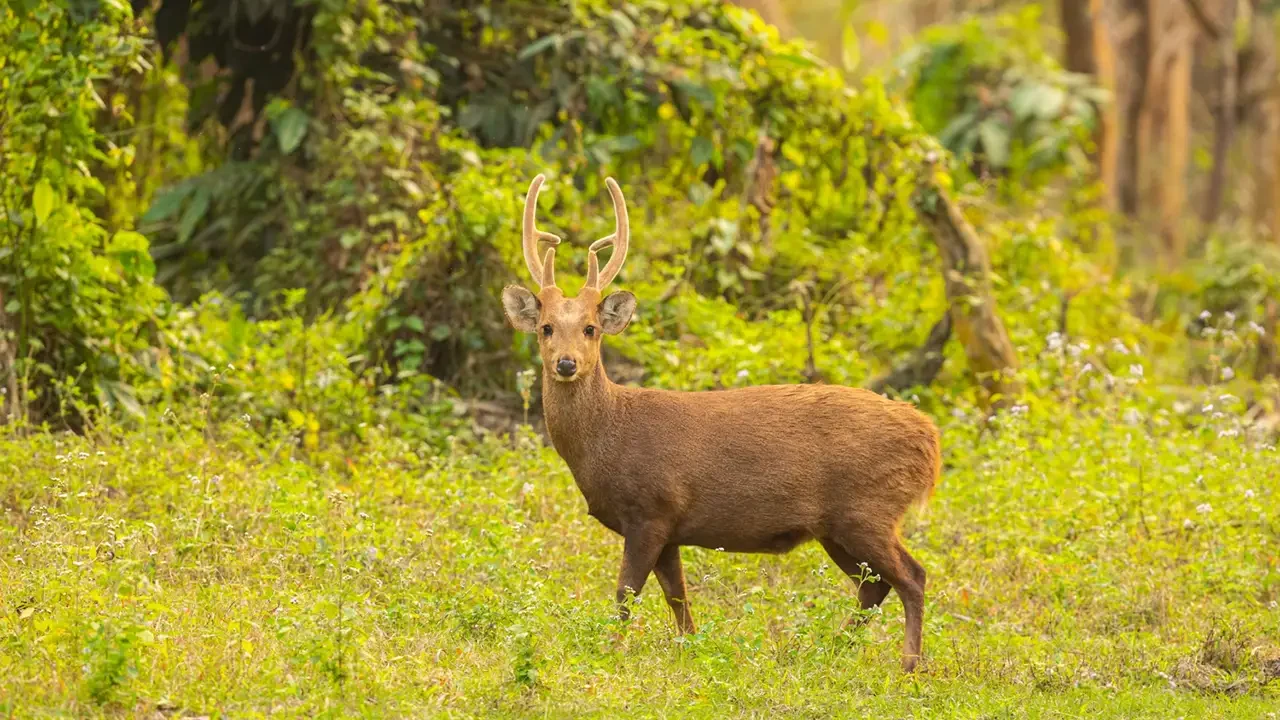 haryana jungle safari